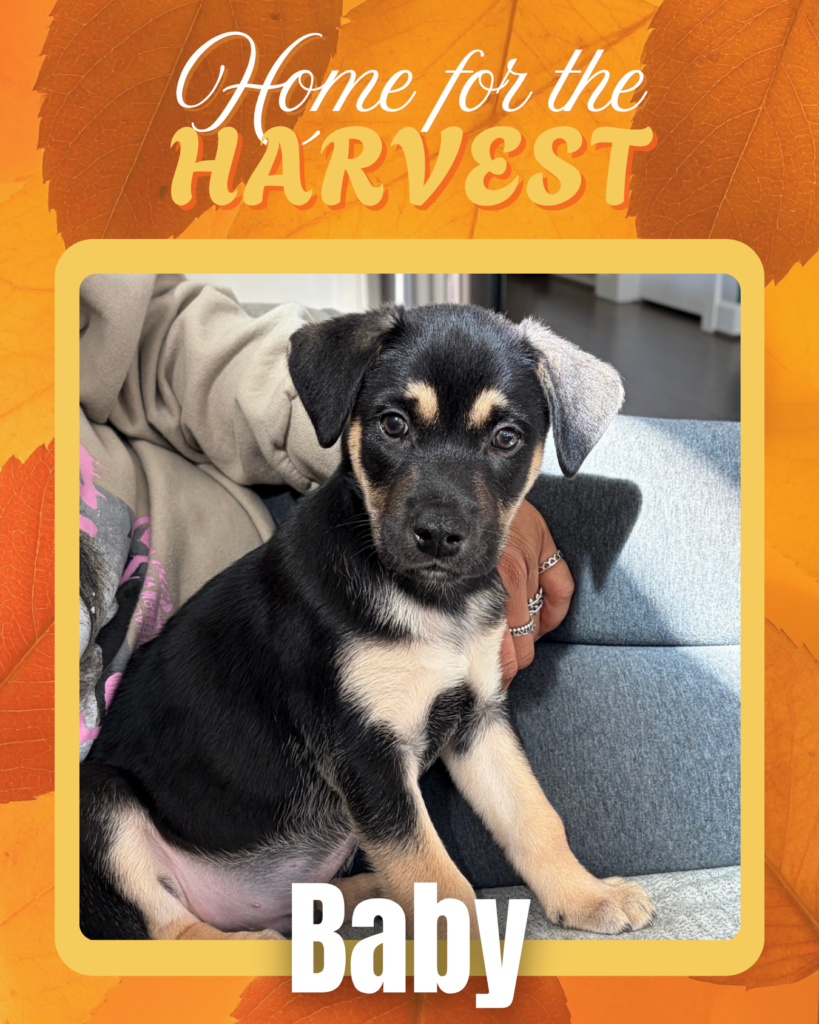 Adoptable dogs Houston