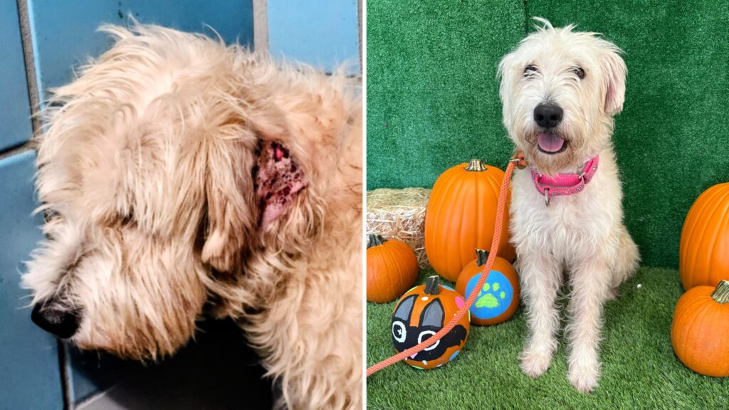 Bethany’s Second Chance