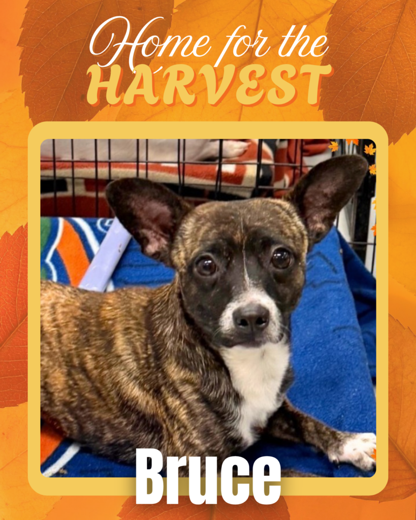 Adoptable dogs Houston