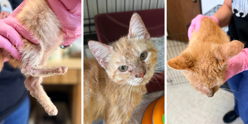 Covered in Mange and Out of Time