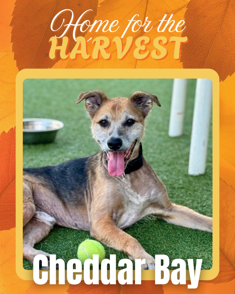 Adoptable dogs Houston