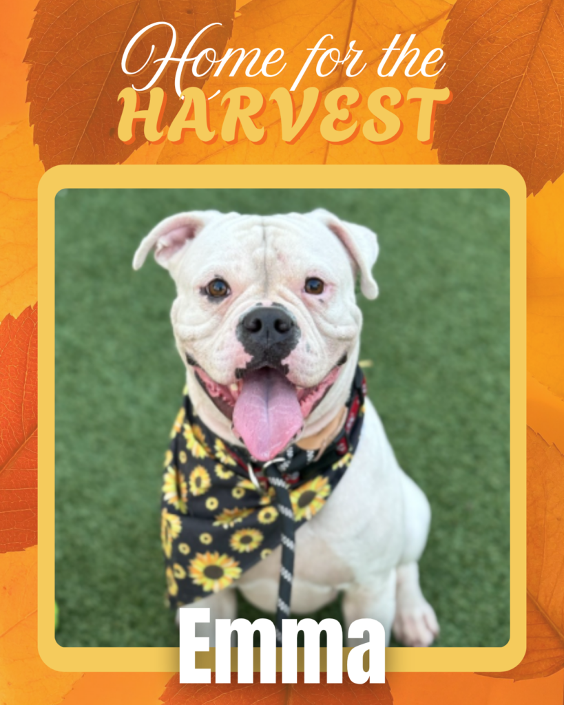 Adoptable dogs Houston