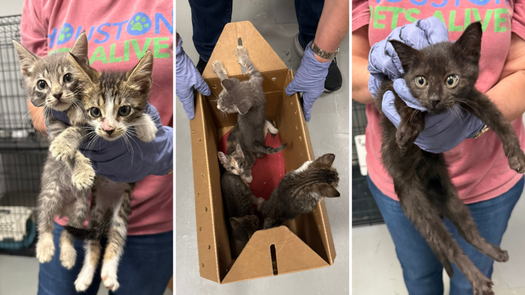 Fifteen Kittens Needed Help Fast