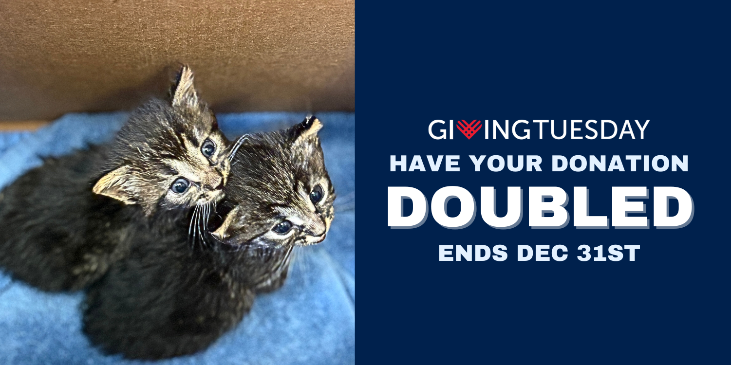 Giving Tuesday 2025 | Double Your Impact with Houston Pets Alive!