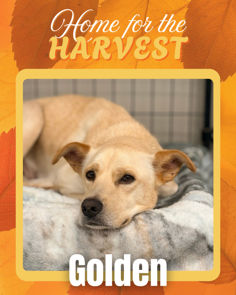 Adoptable dogs Houston