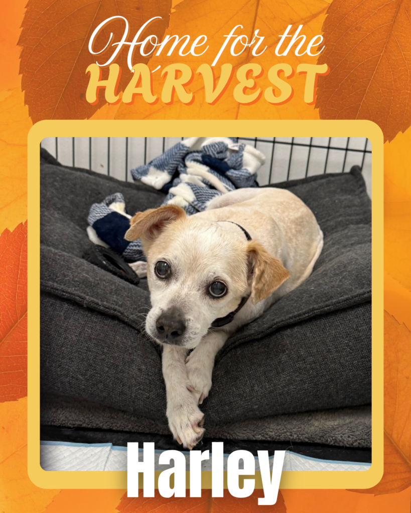 Adoptable dogs Houston