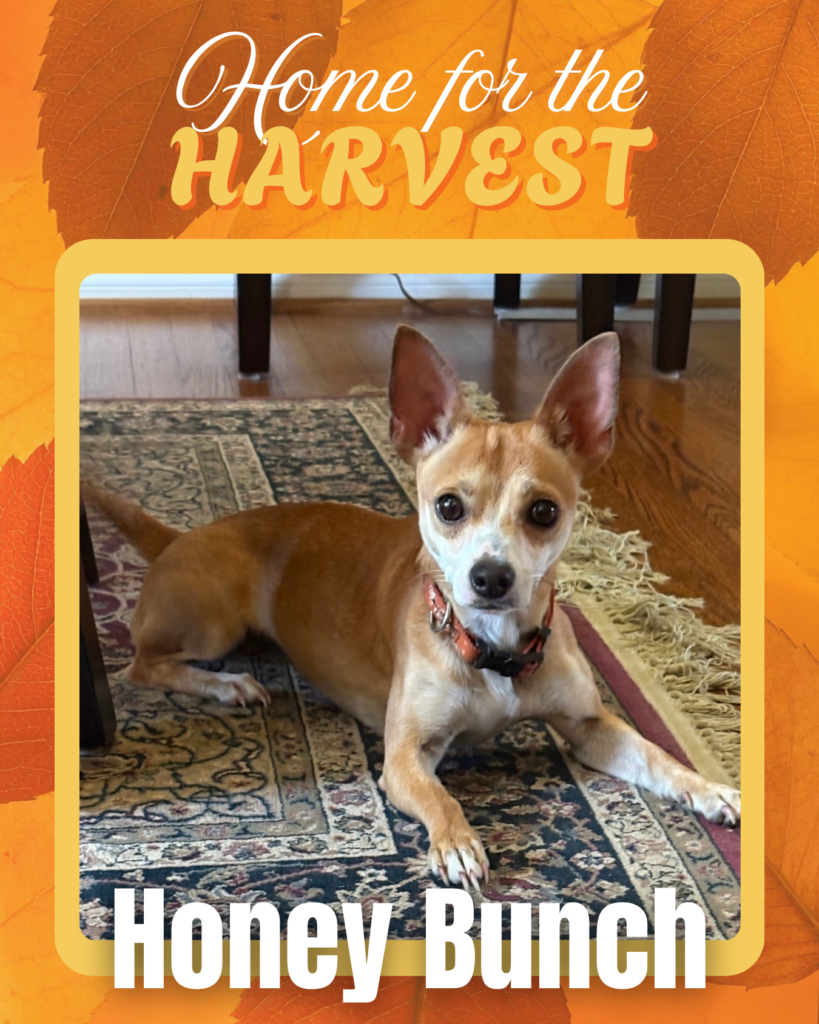 Adoptable dogs Houston