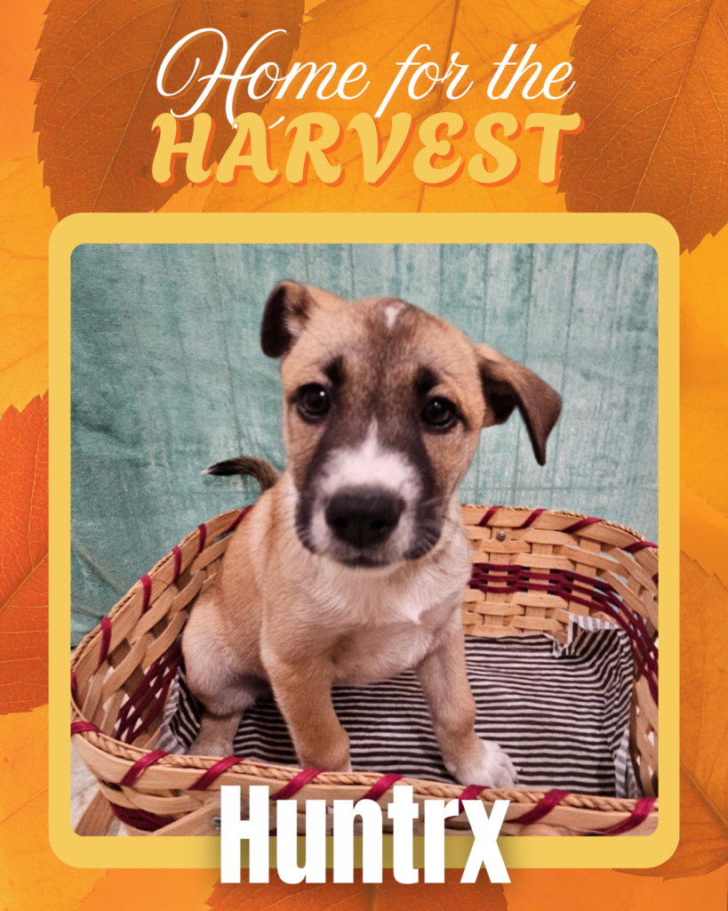 Adoptable dogs Houston