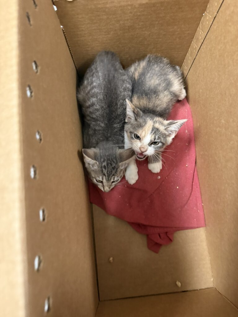 15 Kittens Rescued
