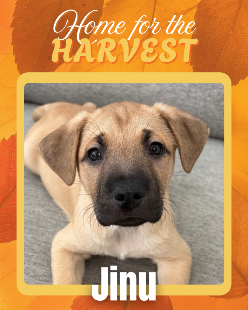 Adoptable dogs Houston