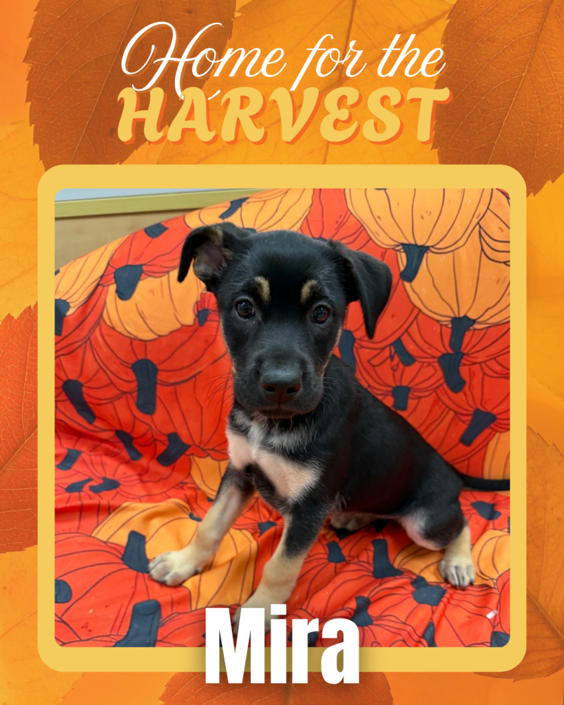 Adoptable dogs Houston