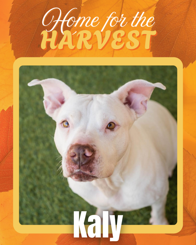 Adoptable dogs Houston