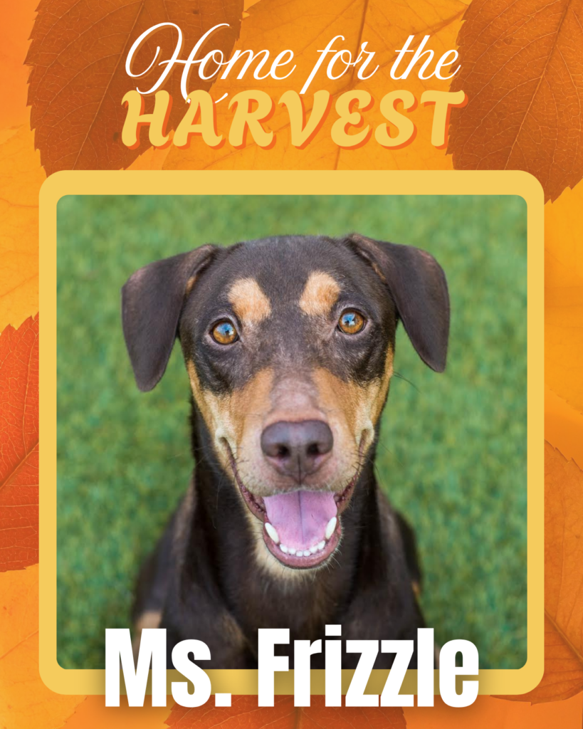 Adoptable dogs Houston