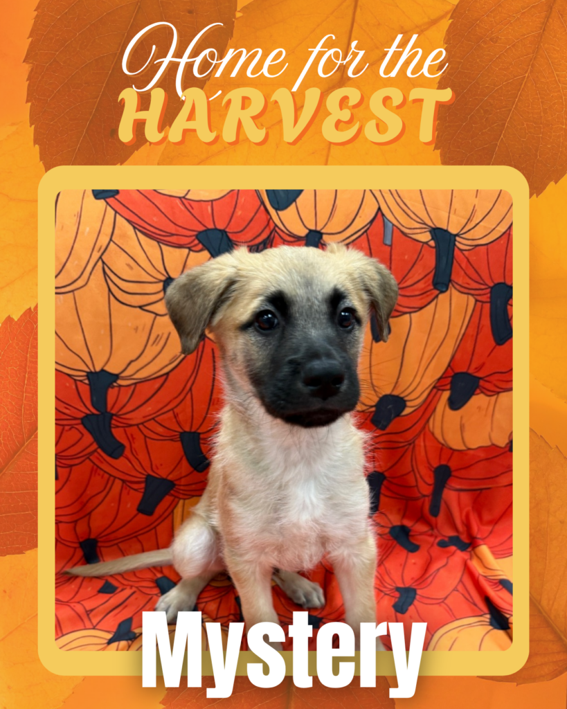 Adoptable dogs HoustonAdoptable dogs Houston