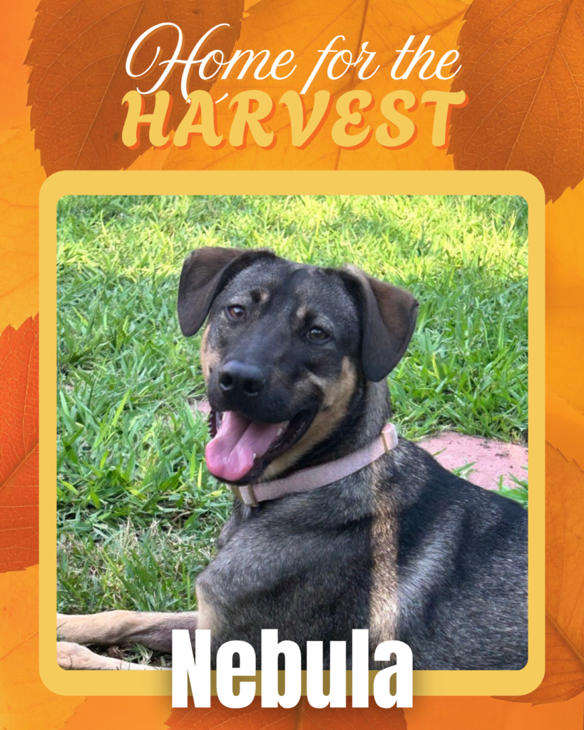 Adoptable dogs Houston