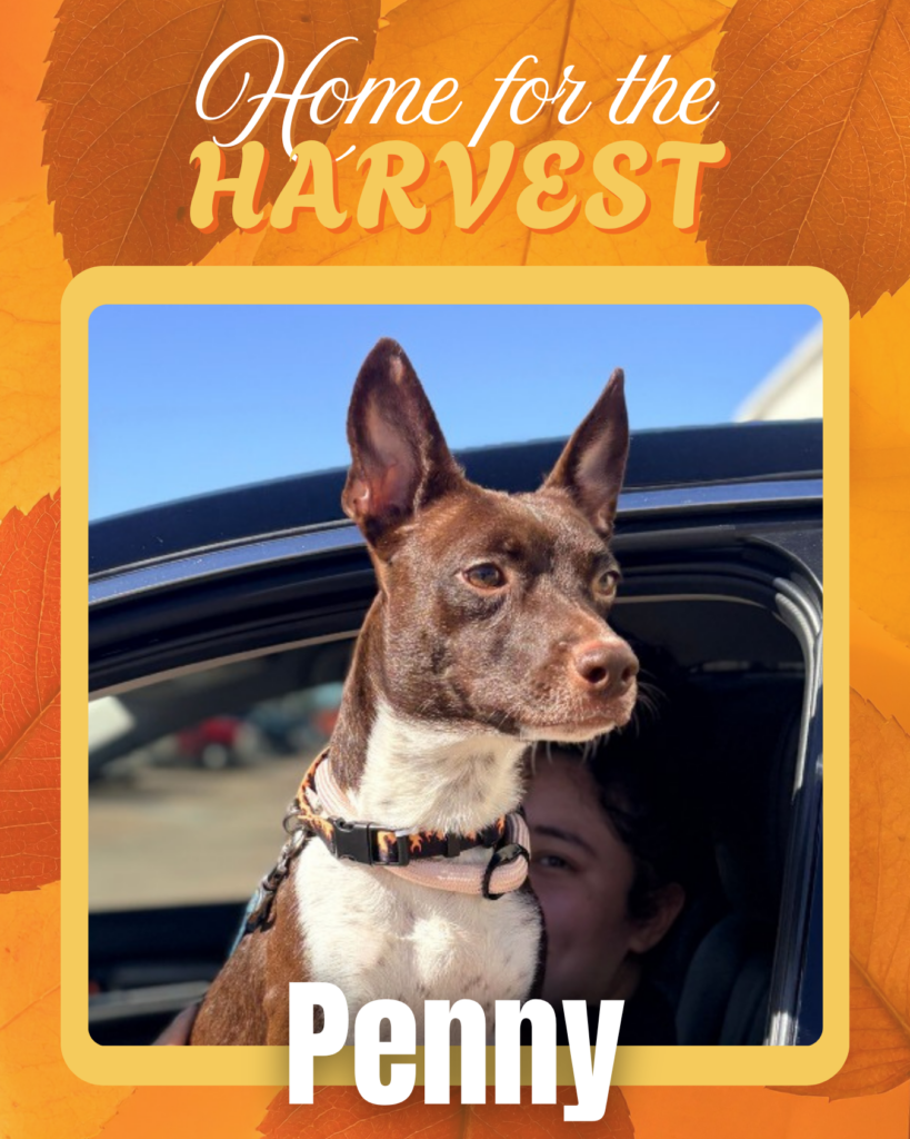 Adoptable dogs Houston