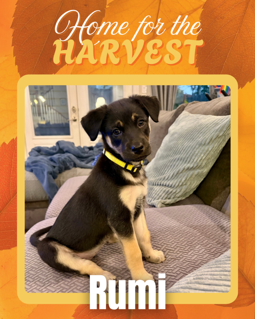 Adoptable dogs Houston