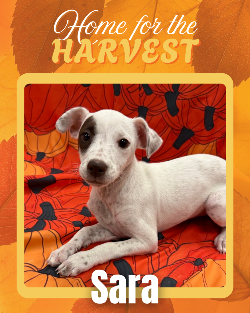 Adoptable dogs Houston