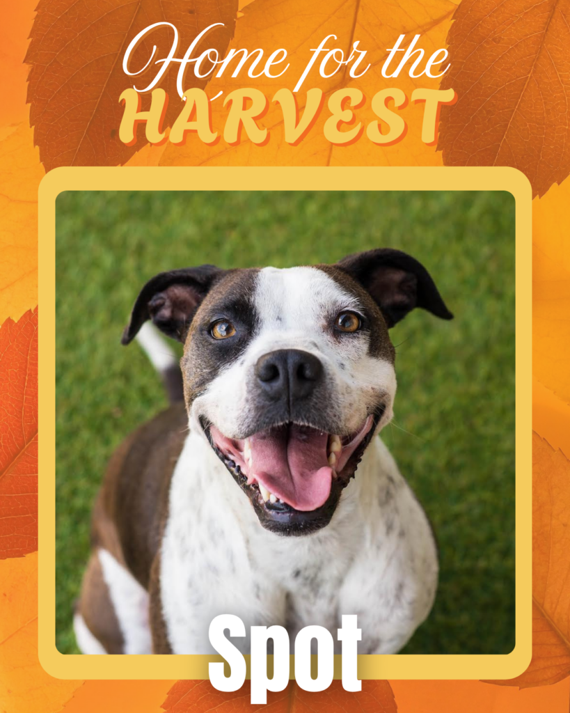 Adoptable dogs Houston