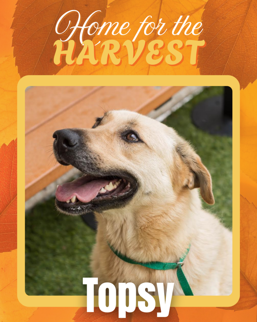 Adoptable dogs Houston