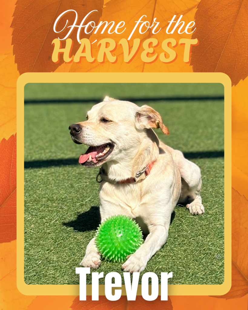 Adoptable dogs Houston