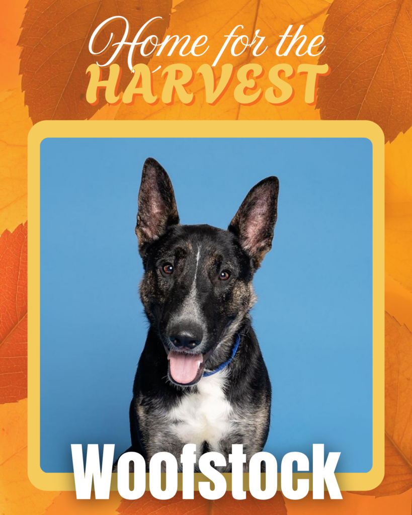 Adoptable dogs Houston