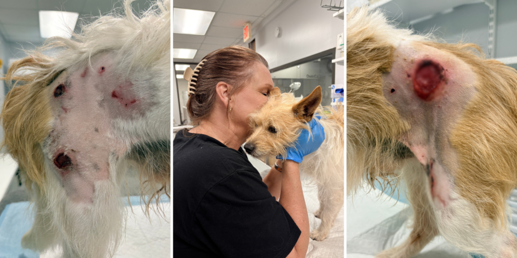 Ziggy’s Call for Help