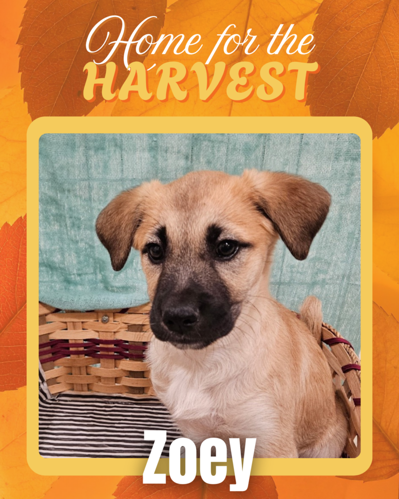 Adoptable dogs Houston