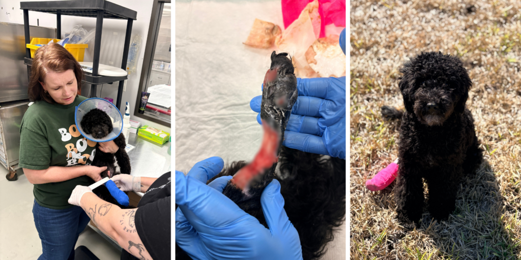 Atlas Is Healing Thanks to People Like You