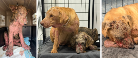 Help Four Puppies Heal from Severe Mange
