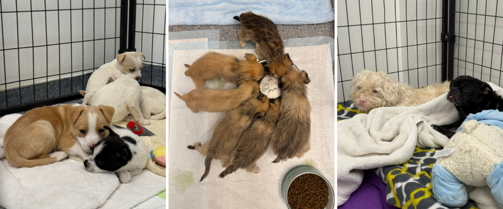 Fourteen Animals. One Critical Moment. Save Lives Today