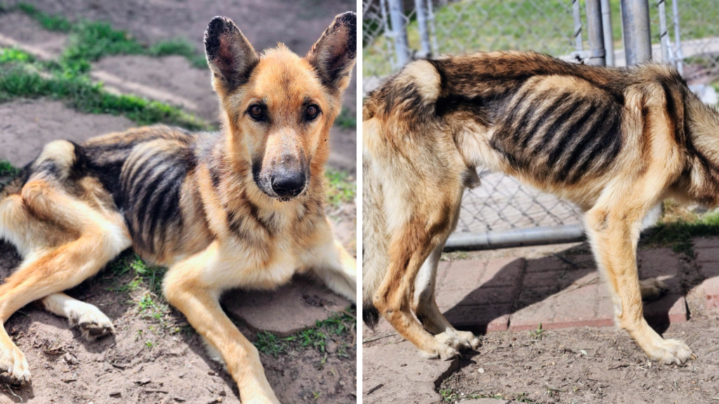 Emaciated and Starving Aggie Needs Your Help