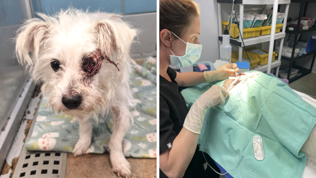 Casper and Others Need Your Help