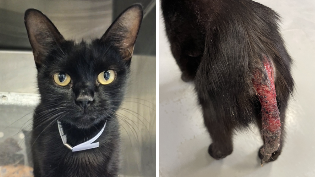 Your kindness Can Change Wynona’s Future
